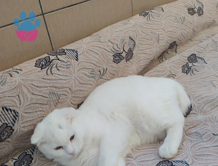 Scottish Fold Erkek Kedime Dişi Kedi Arıyorum