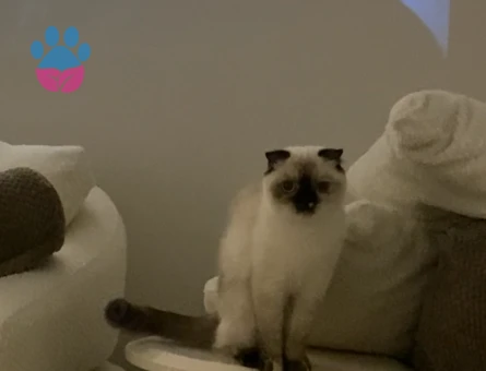 Kızıma Acil Erkek Eş Arıyoruz