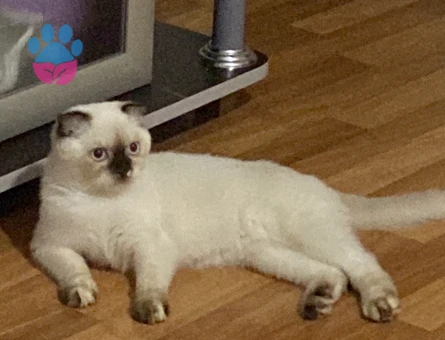 Kızıma Acil Erkek Eş Arıyoruz