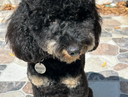 Toy Poodle Oğlum için Eş arıyoruz - 118979783