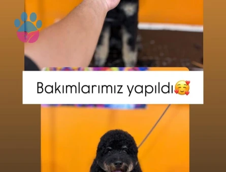 Toy Poodle Oğlum için Eş arıyoruz