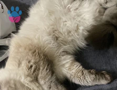 Oğluma eş arıyorum