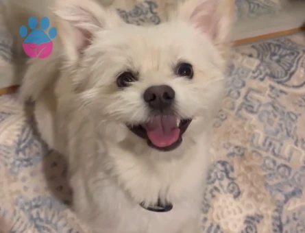 Pomerian Dişi arıyoruz