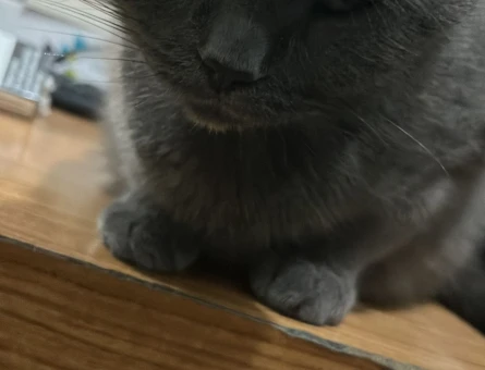 Scottish Fold 1 Yaşında Eş Arıyoruz - 118979792