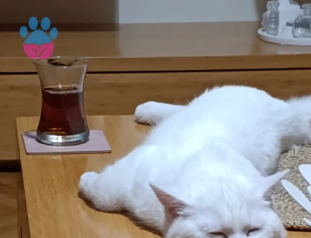 Oğlum için uyumlu ve uygun eş arıyorum - Görsel 3