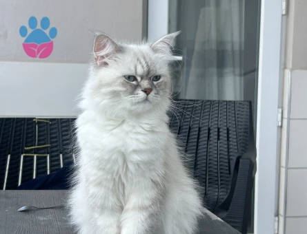 British Longhair 1,5 Yaşında Eş Arıyor - 118985147
