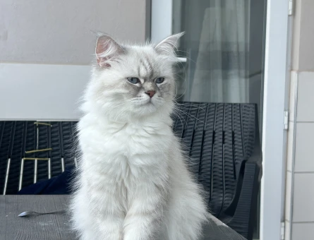 British Longhair 1,5 Yaşında Eş Arıyor - 118985147