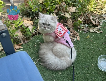 British Longhair 1,5 Yaşında Eş Arıyor - Görsel 4