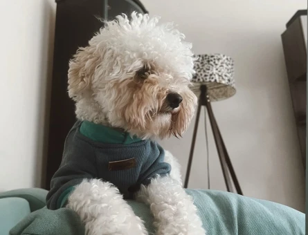 Köpeğime aday arıyorum - 118972262