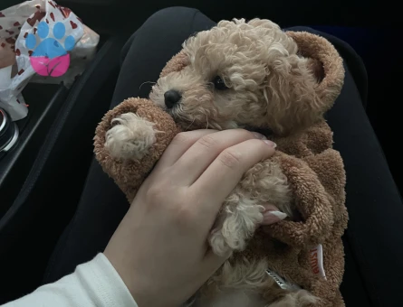 Köpeğime aday arıyorum