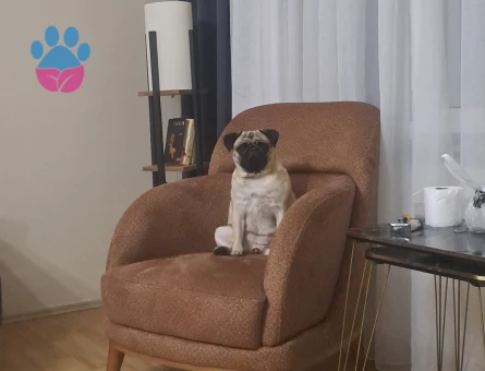 Pug Kızıma Eş Arıyorum 3 Yaşında