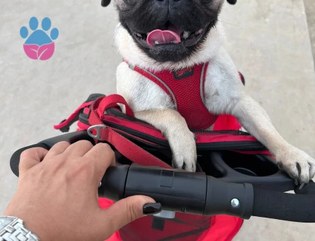 Pug Kızıma Eş Arıyorum 3 Yaşında