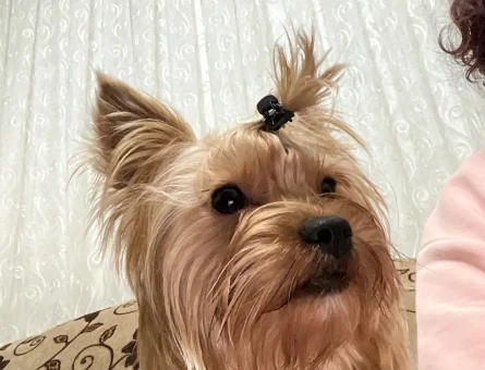 Yorkshire Terrier Miço 2 Yaşında Eş Arıyor - 118980217