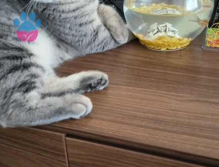 British 9 aylık erkek