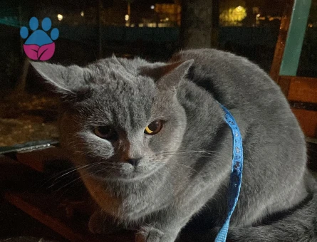 1.5 yaşında British Shorthair