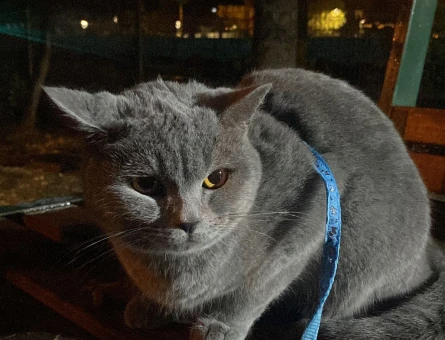 1.5 yaşında British Shorthair - 118980220
