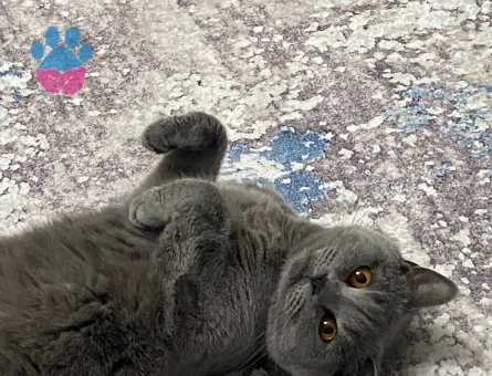1.5 yaşında British Shorthair