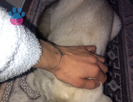 Oğluşum Leona acil eş arıyorum.