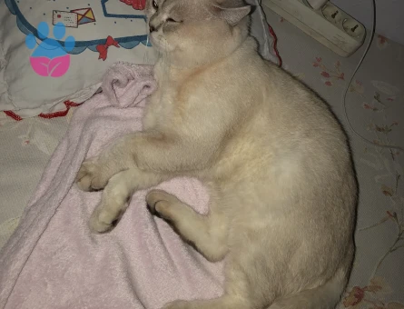 Oğluşum Leona acil eş arıyorum.