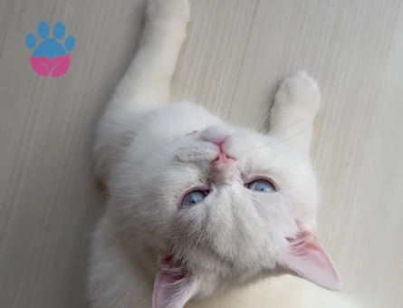 British Shorthair Dişi Kedime Eş Arıyorum