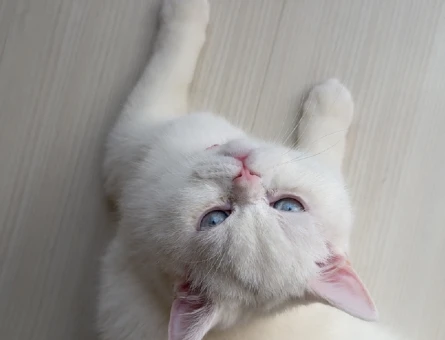 British Shorthair Dişi Kedime Eş Arıyorum - 118980227