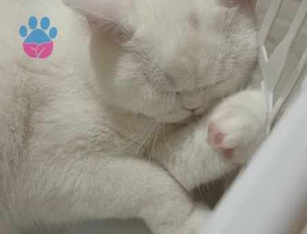 British Shorthair Dişi Kedime Eş Arıyorum