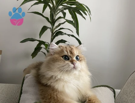 British Longhair Oğluma gelin arıyorum