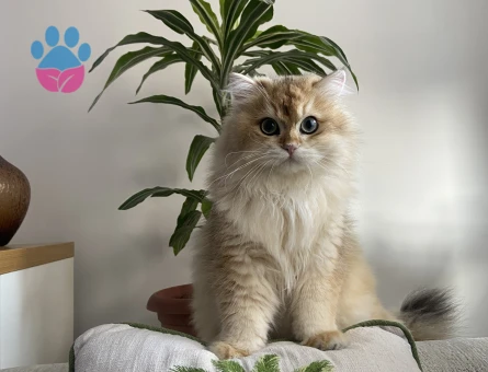 British Longhair Oğluma gelin arıyorum