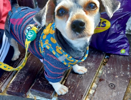 Morkie Köpeğime Eş Arıyorum