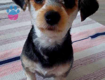 Morkie Köpeğime Eş Arıyorum