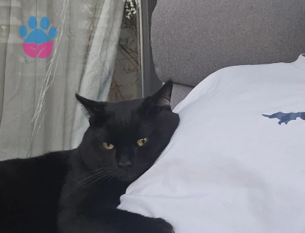 Oğlumuza Kız Arıyoruz