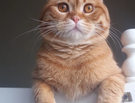 Scottish fold erkek - 118972708