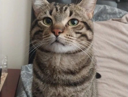 1 YAŞINDA TEKİR ERKEK KEDİMİZ İÇİN EŞ ARIYORUZ - 118972711