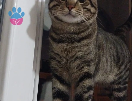 1 YAŞINDA TEKİR ERKEK KEDİMİZ İÇİN EŞ ARIYORUZ