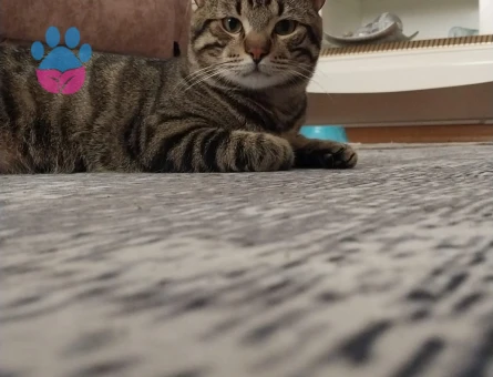 1 YAŞINDA TEKİR ERKEK KEDİMİZ İÇİN EŞ ARIYORUZ