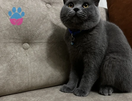 British shorthair kedi
