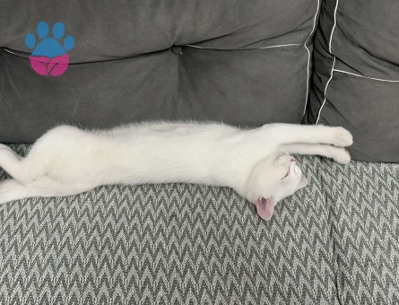 British Van kedisi melezi 1 Yaşında Eş Arıyor