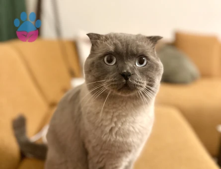 Bizim oglana es ariyoruz