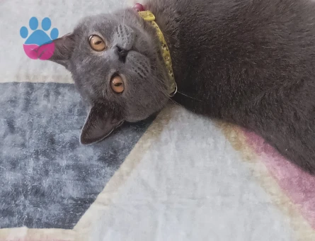 Erkek kedime eş arıyorum