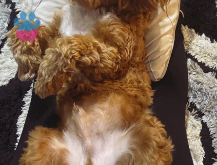 Zeus oğluma dişi arıyorum