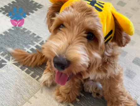 Zeus oğluma dişi arıyorum