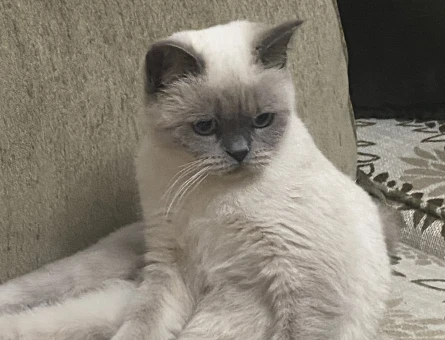 British Shorthair Kızım İçin Eş Arıyorum - 118972730