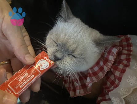 British Shorthair Kızım İçin Eş Arıyorum