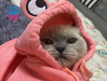 British Shorthair Kızım İçin Eş Arıyorum