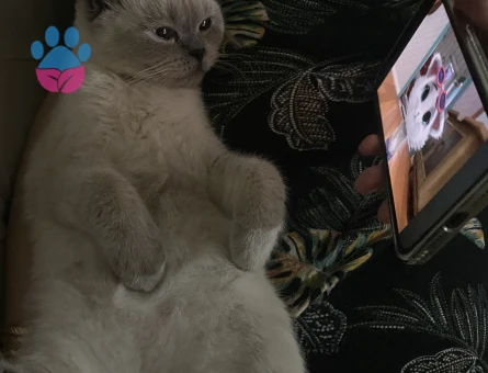 British Shorthair Kızım İçin Eş Arıyorum