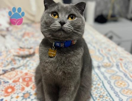 Safkan Scootish foold kızıma eş arıyorum.