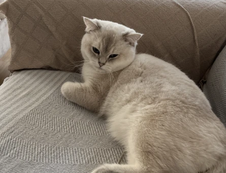 British Shorthair Beyaz Mavi Gözlü Kedime Eş Arıyorum - 118980696