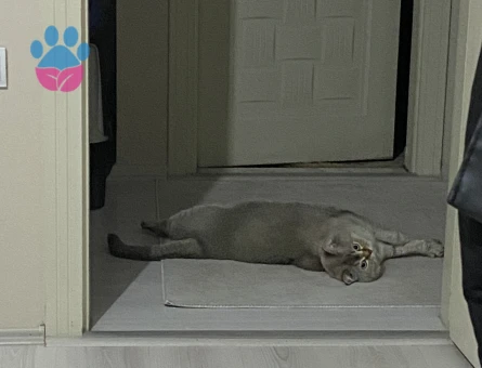 British Shorthair 3Yaşında Kedime Eş Arıyorum