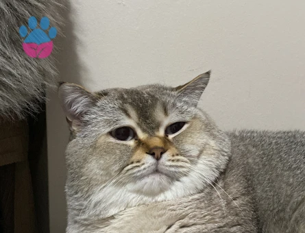 British Shorthair 3Yaşında Kedime Eş Arıyorum