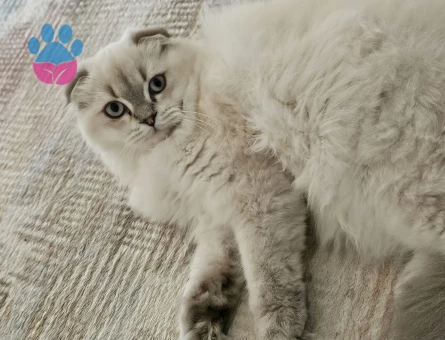 Scotisch Fold long hair